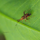 Clouded plant bug