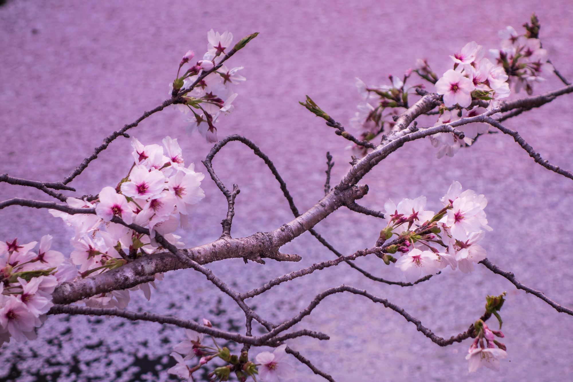 Sakura su letto di fiori di ciliegio di ilariucci