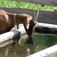 Capra allo specchio di 