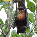 Flying Fox