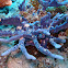 Blue Branched Sponge