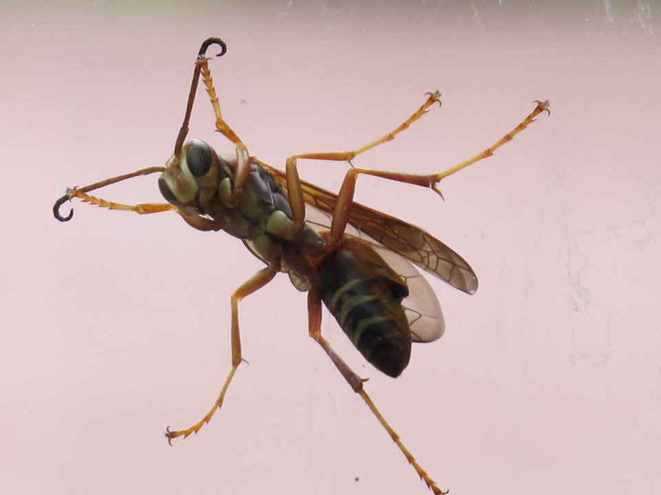 Northern Paper Wasp, male