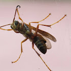 Northern Paper Wasp, male