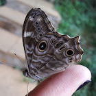 Common Treebrown