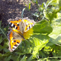 Small Tortoiseshell / Крапивница