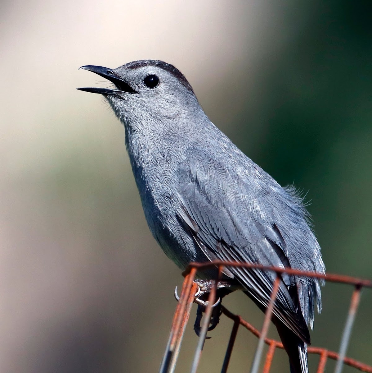 Gray Catbird