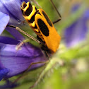 Goldenrod Soldier Beetle