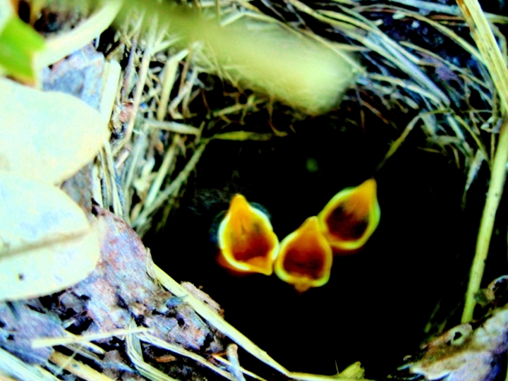 Tre bocche gialle di bonzino