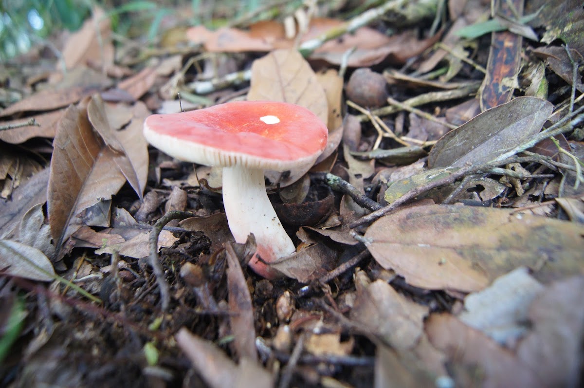 Russula