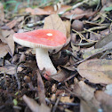 Russula