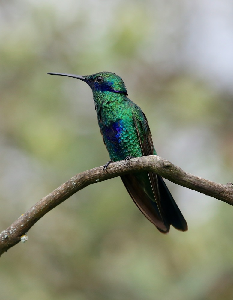 Sparkling Violetear