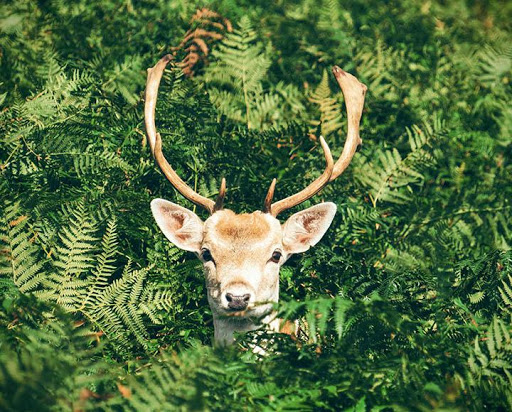 Find the difference 300 level Spot the differences