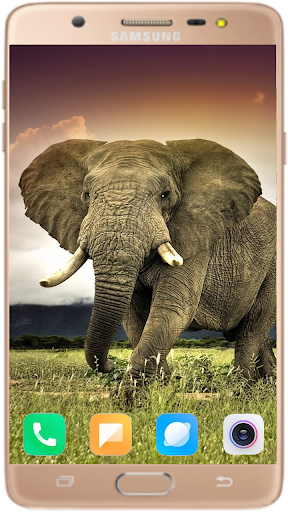 Elephant Wallpaper Best HD