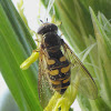 Syrphid Fly