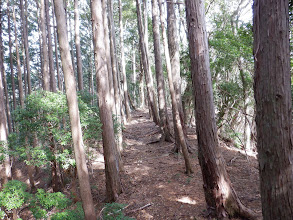 踏み跡が濃くなる