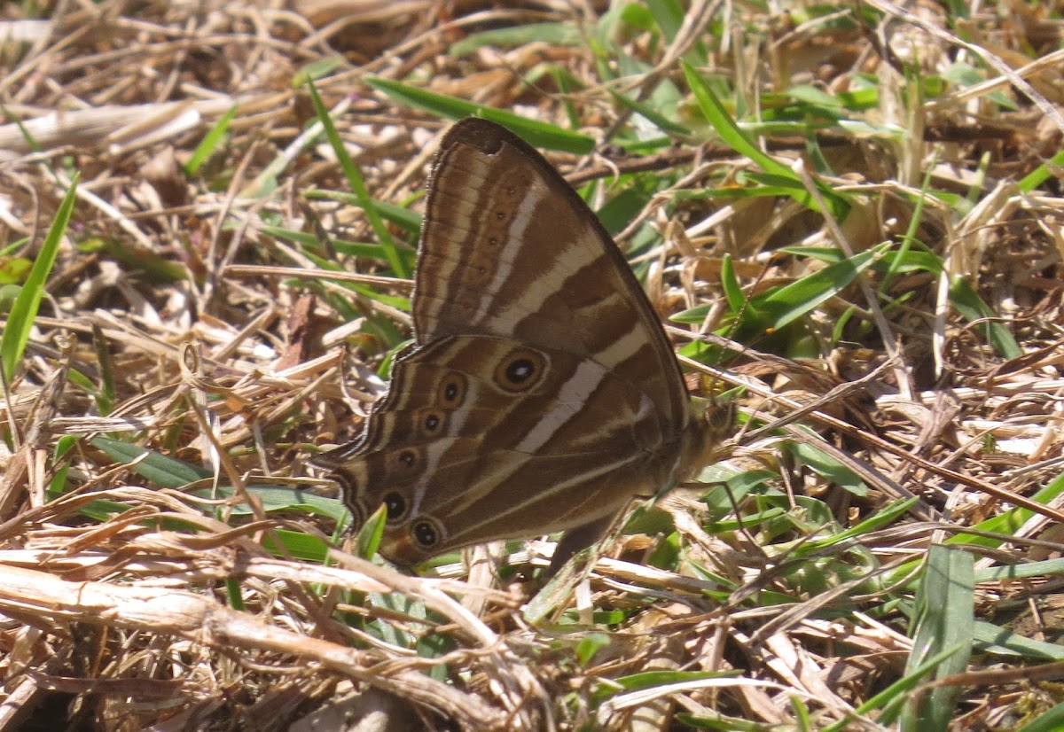 Treble Silverstripe Butterfly