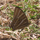 Treble Silverstripe Butterfly