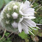 Ballhead waterleaf