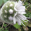 Ballhead waterleaf