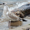 Ring-billed Gull (immature)