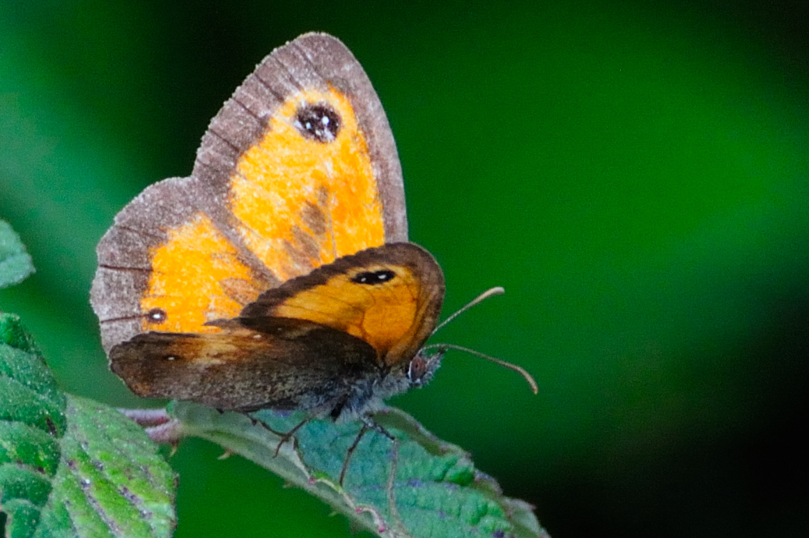 Gatekeeper; Lobito Agreste