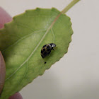 Fourteen-spotted Lady Beetle