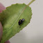 Fourteen-spotted Lady Beetle