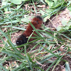 Woolly Bear Caterpillar