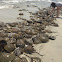 Atlantic Horseshoe Crabs