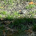 dark-eyed junco