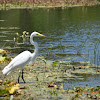 Great Egret