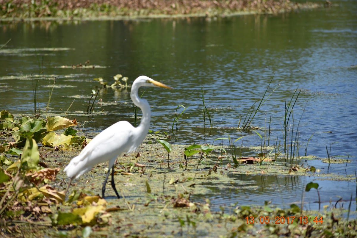 Great Egret