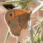 Small Heath