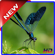 Download Dragonfly Wallpapers (HD) For PC Windows and Mac 1.0