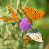 Silver-washed Fritillary