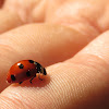 7-spot Ladybird