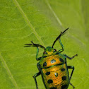 Jewel Bug