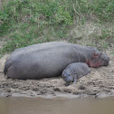 Hippopotamus