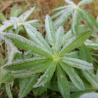 Big-leaved Lupine