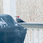 Pileated Woodpecker