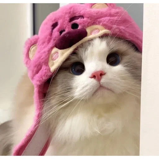 Cat Cute Cartoon Decorative Funny Cat Headwear Cat Dog Hat Headgear Pet Cute Funny Artifact Warm Plush Pet Hat Pet Photo