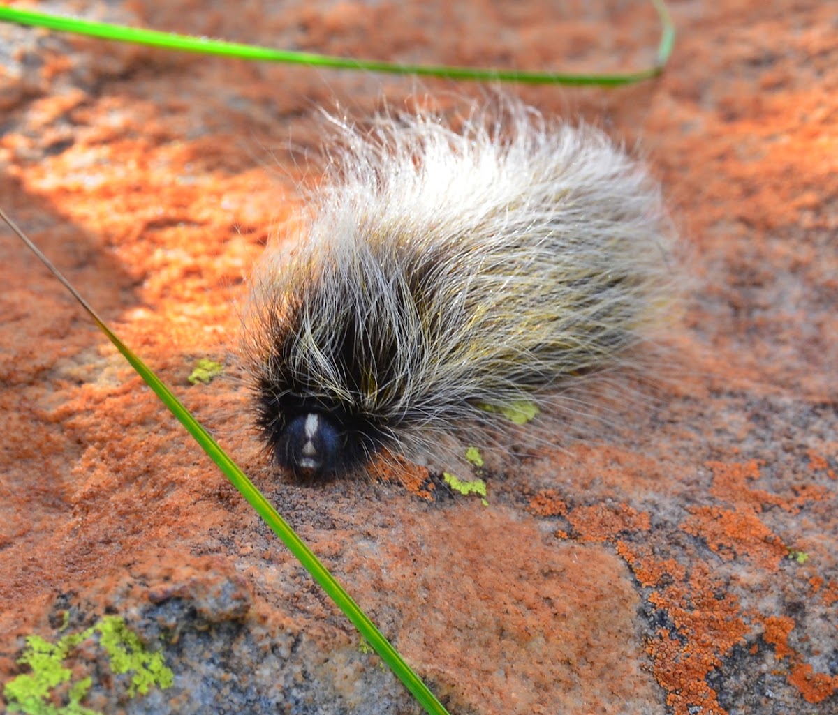 Woollybear