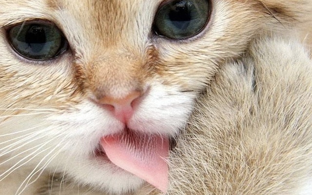 Cat Licking Screen Clean Chrome Web Store