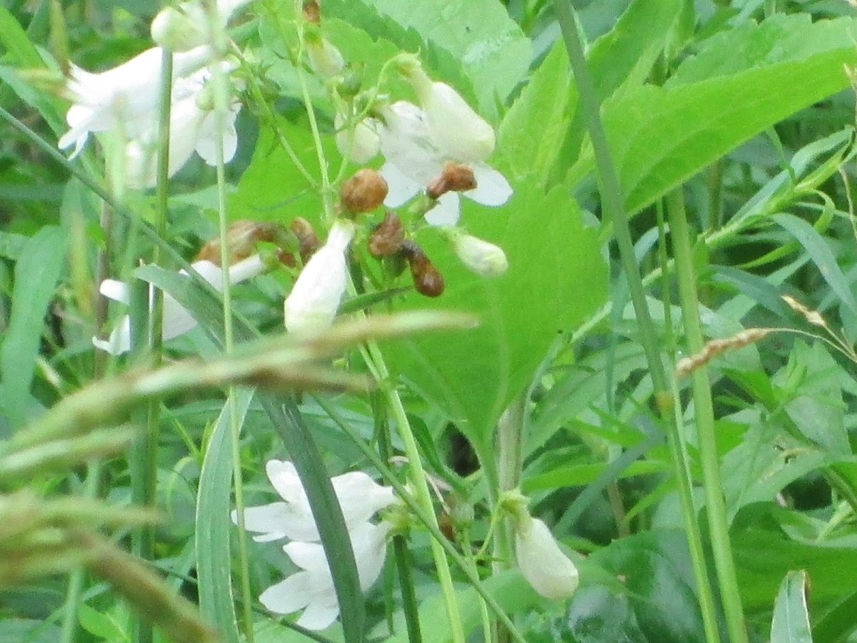 Penstemon