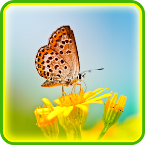 Butterfly Live Wallpaper download