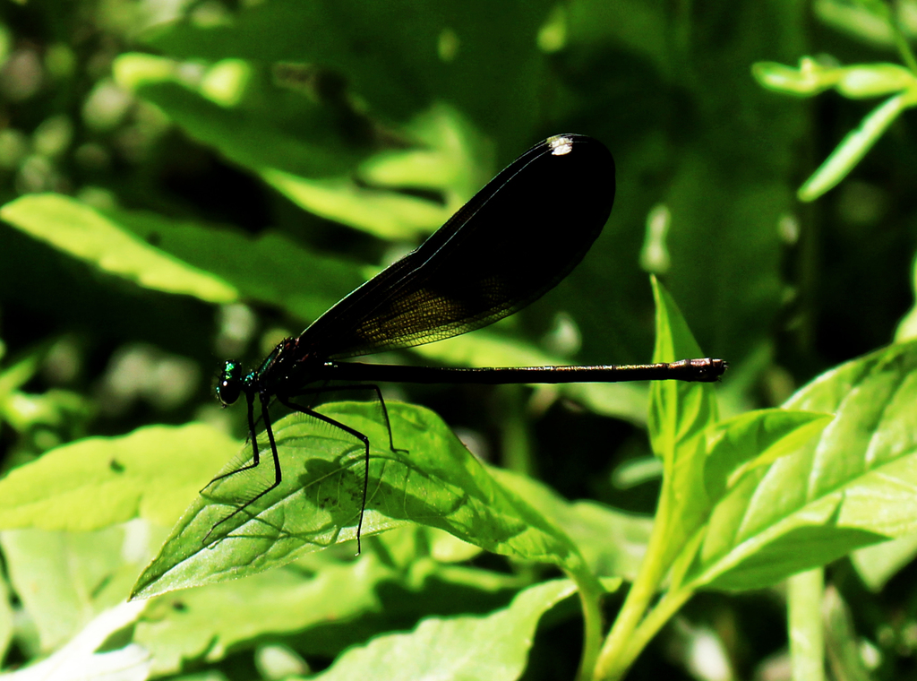 Ebony Jewelwing