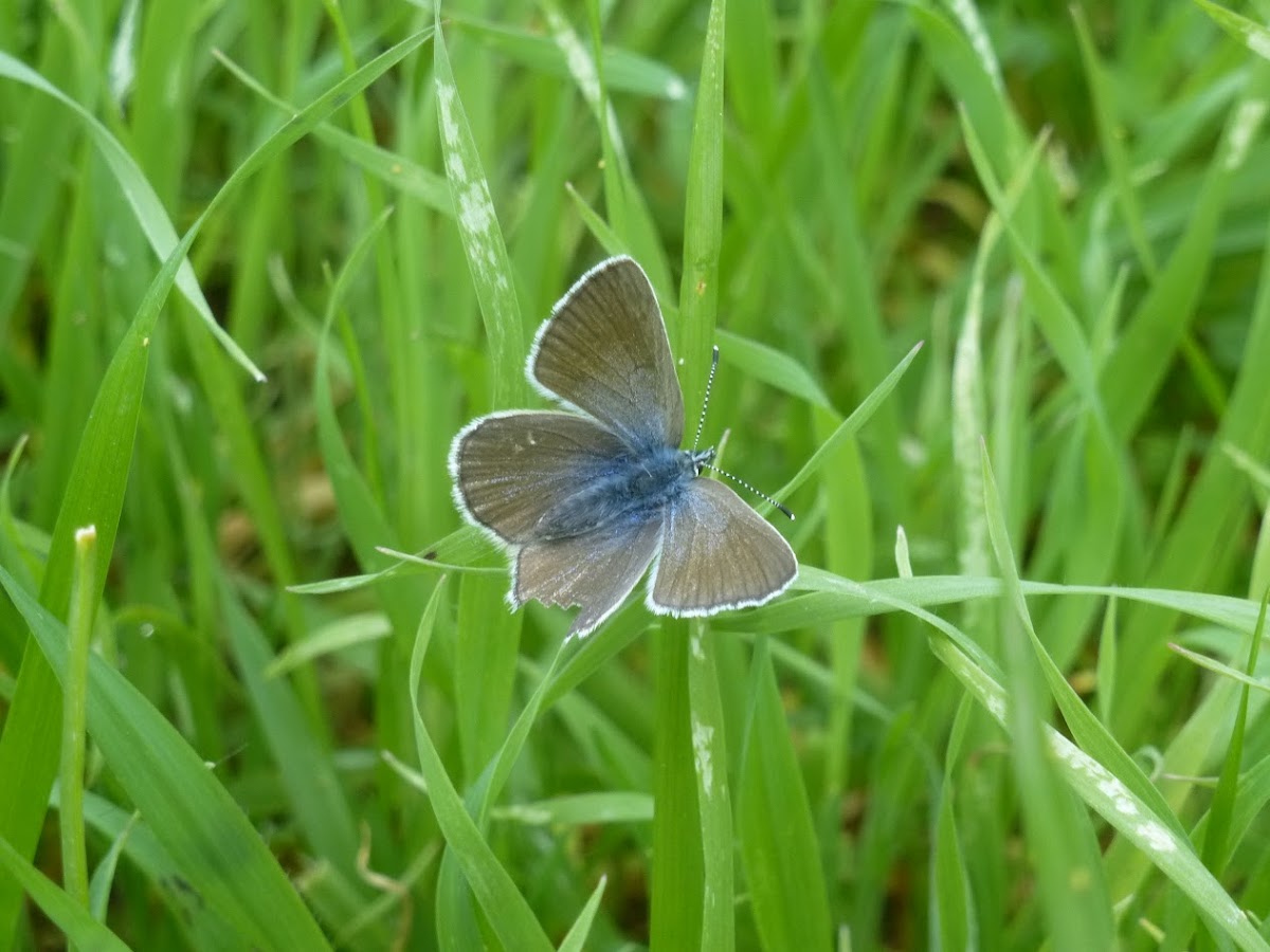 Echo Azure