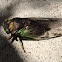 Cicada