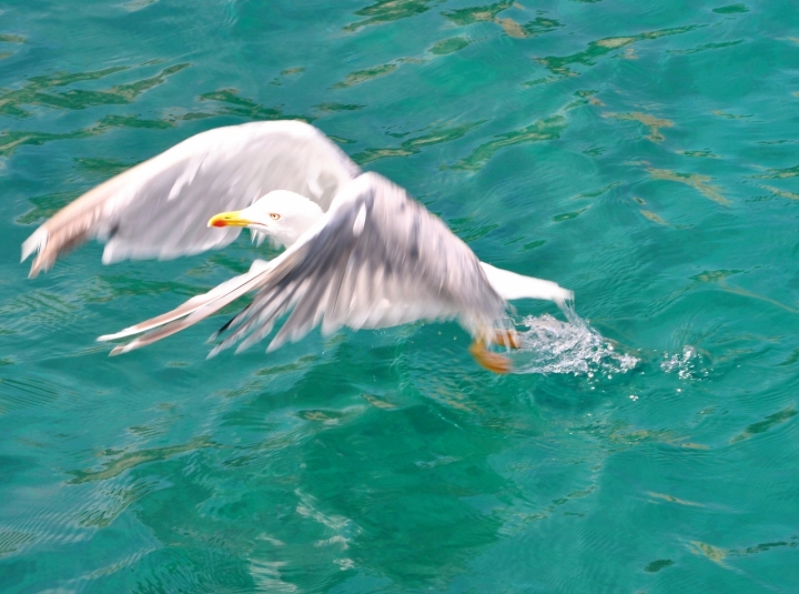 In volo di Cuki