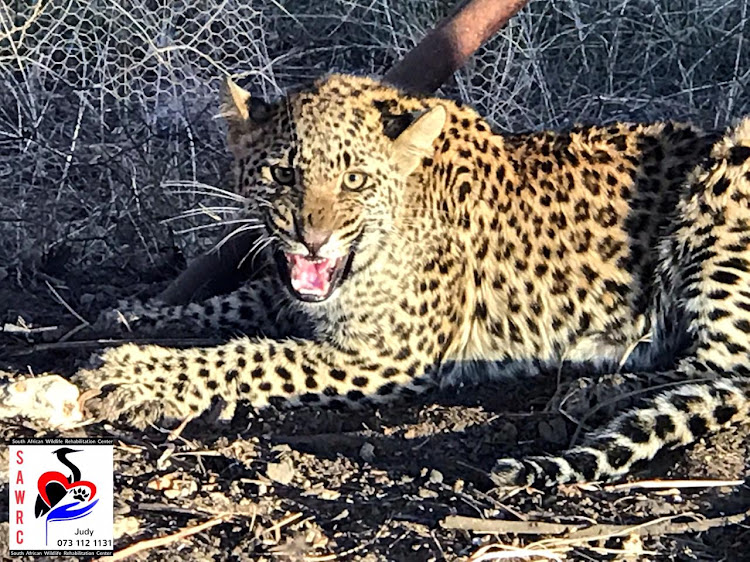 The South African Wildlife Rehabilitation Centre (SAWRC), together with the Craig View Veterinary Clinic, caught the young leopard running around the Marister area, near Benoni on Monday